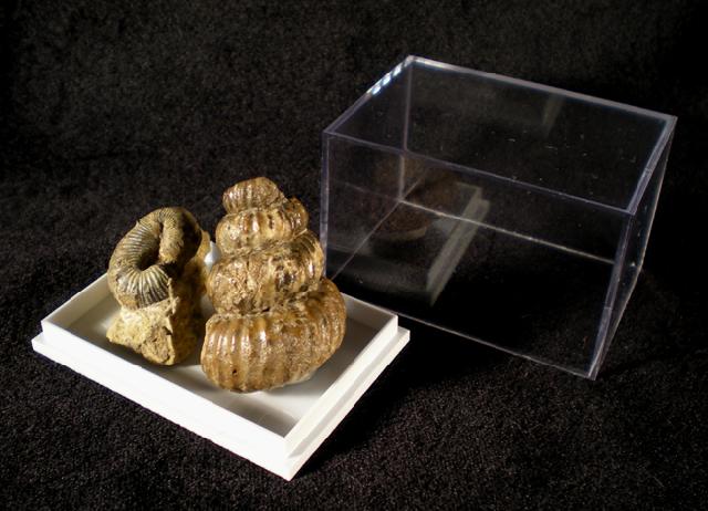 Plastikbox (Mittel) - Bild © FossNet FossilienStore